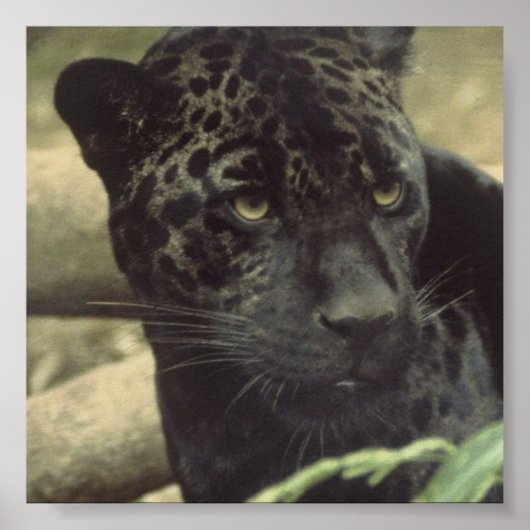 Zwart pantherPoster Poster (Voorkant)