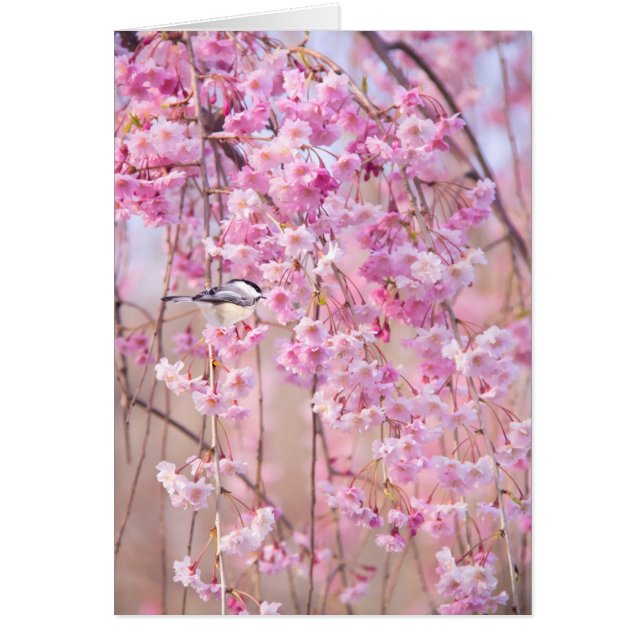 Zwart Pet Chickadee & Roze Weeping Willow (Voorkant)