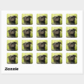 Zwart pug dog retouradres vierkante sticker (Vel)