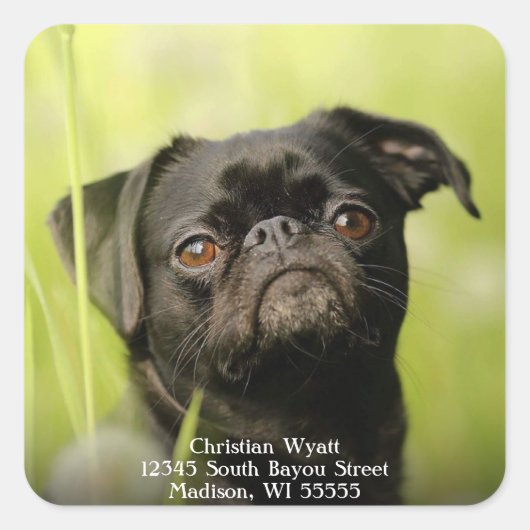 Zwart pug dog retouradres vierkante sticker (Voorkant)