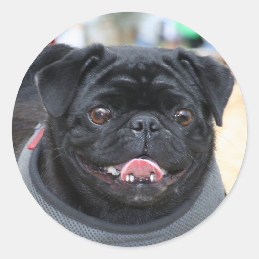 Zwart Pug Dog stickers (Voorkant)