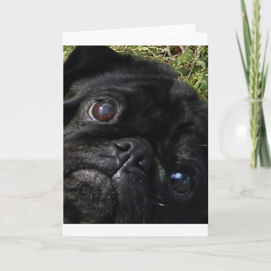zwart-pug ogen kaart (Voorkant)