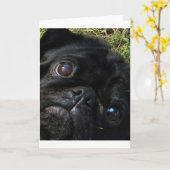 zwart-pug ogen kaart (Gele Bloem)