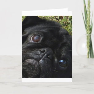 zwart-pug ogen kaart