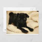 Zwart Pug Puppy Briefkaart (Voorkant / Achterkant)