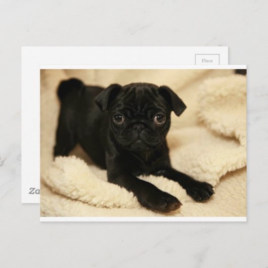 Zwart Pug Puppy Briefkaart (Voorkant / Achterkant)