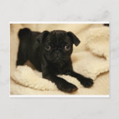Zwart Pug Puppy Briefkaart (Voorkant)