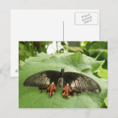 zwart rood en goudvlinder Briefkaart (Voorkant / Achterkant)