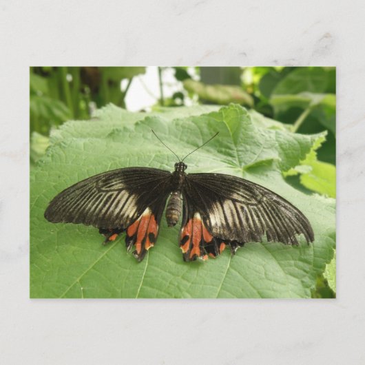 zwart rood en goudvlinder Briefkaart (Voorkant)