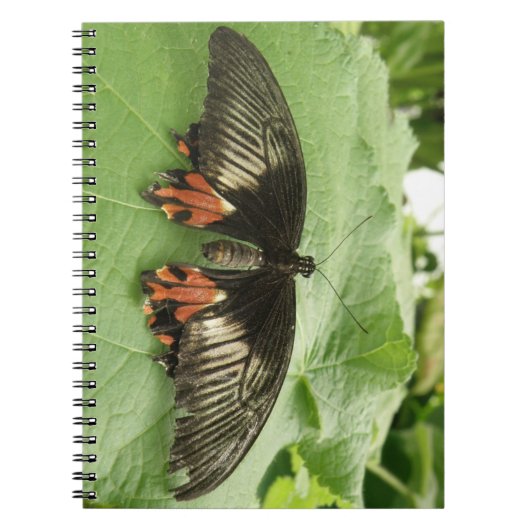 zwart rood en goudvlinder Notitieboek (Voorkant)