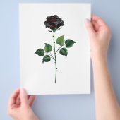 Zwart roos flyer (Hand)