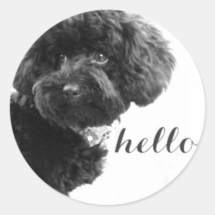 Zwart Speelgoed Poodle in B&W Fotografie Gepersona Ronde Sticker