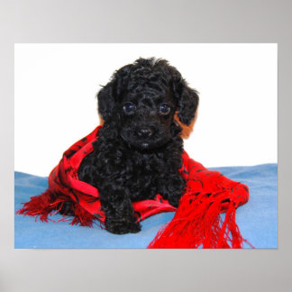 Zwart Speelgoed Poodle puppy met rode sjaal Poster