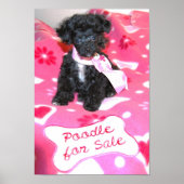 Zwart Speelgoed Poodle puppy voor verkoop Poster (Voorkant)