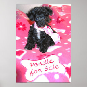 Zwart Speelgoed Poodle puppy voor verkoop Poster