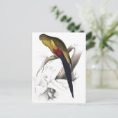 Zwart-spoor Parrakeet door Edward Lear Briefkaart (Staand voorkant)