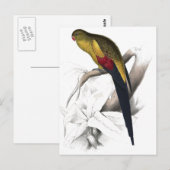 Zwart-spoor Parrakeet door Edward Lear Briefkaart (Voorkant / Achterkant)
