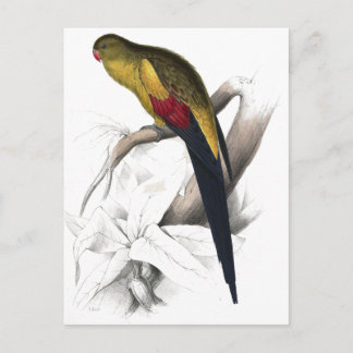 Zwart-spoor Parrakeet door Edward Lear Briefkaart