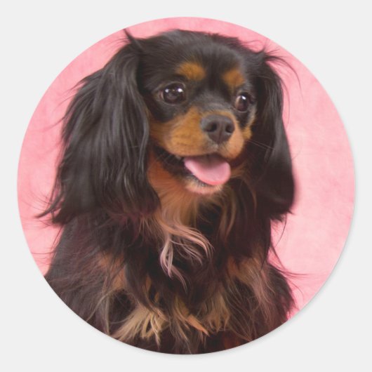 Zwart & Tan Cavalier King Charles Roze Sticker (Voorkant)