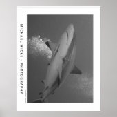 Zwart Tip Ref Shark Poster (Voorkant)