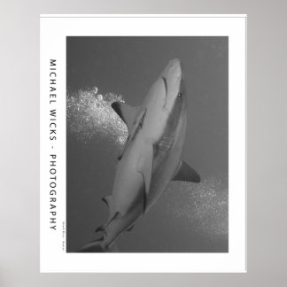 Zwart Tip Ref Shark Poster