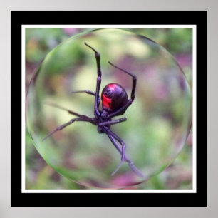 Zwart weduwenafdrukken poster