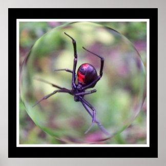 Zwart weduwenafdrukken poster