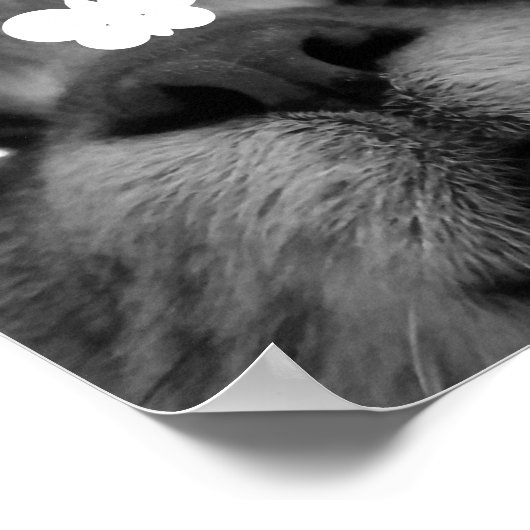 Zwart-wit 17yro-kat poster (Hoek)