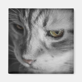 Zwart-wit afbeelding van kat magneet