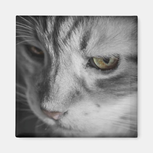 Zwart-wit afbeelding van kat magneet (Voorkant)