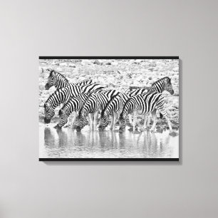 Zwart wit afrikaans Zebra groepering verpakt canva Canvas Afdruk