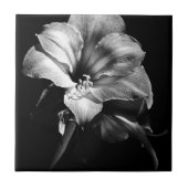 ZWART-WIT AMARYLLIS TEGELTJE (Voorkant)