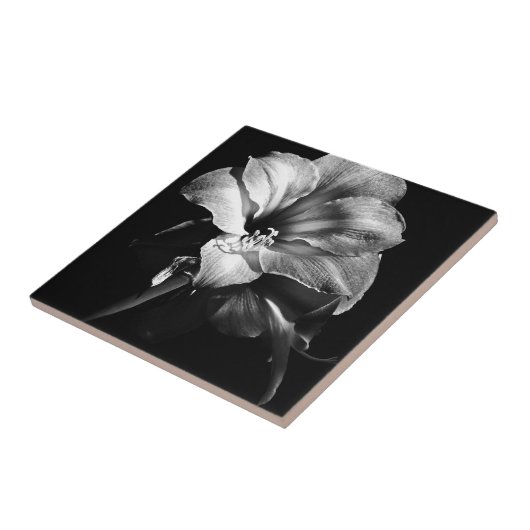 ZWART-WIT AMARYLLIS TEGELTJE (Zijkant)