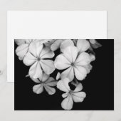zwart-wit ansichtkaart kaart (Voorkant / Achterkant)
