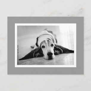 Zwart-wit Basset-Briefkaart Briefkaart