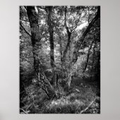 zwart-wit berkenbos poster (Voorkant)