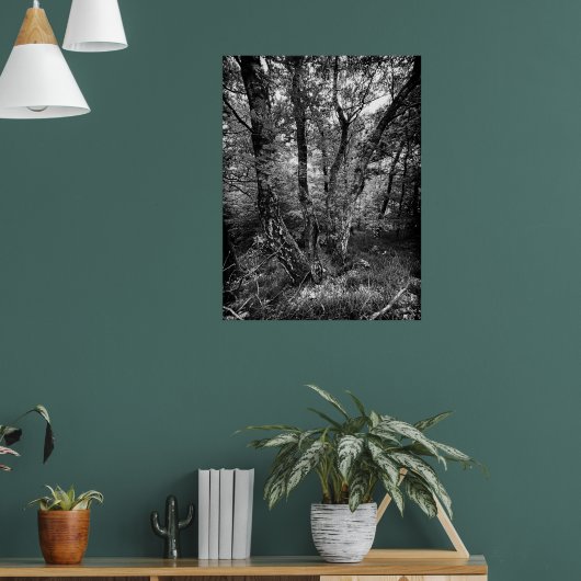zwart-wit berkenbos poster (Woonkamer 1)