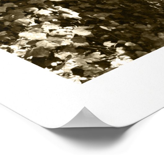 Zwart-wit Big Tree Los Angeles Griffith Park Poster (Hoek)