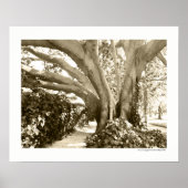 Zwart-wit Big Tree Los Angeles Griffith Park Poster (Voorkant)