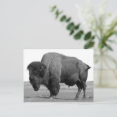 Zwart-wit Bison/buffalo Briefkaart (Staand voorkant)