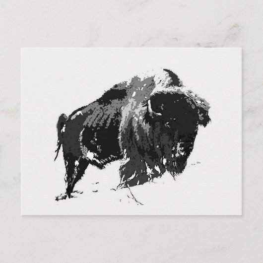 Zwart-wit Bison/buffalo Briefkaart (Voorkant)