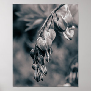 Zwart-wit Bloedende Hart Bloemen, Romantisch F Poster