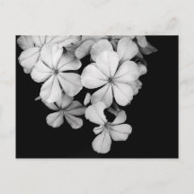 Zwart-wit bloemen