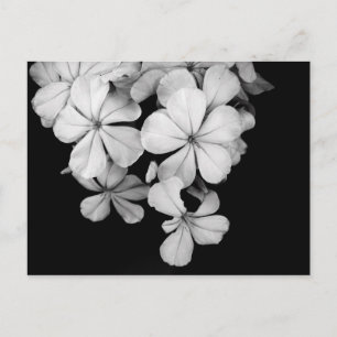 Zwart-wit bloemen briefkaart