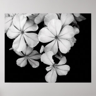 Zwart-wit bloemen close-up poster