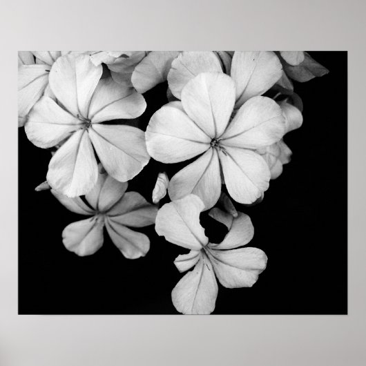 Zwart-wit bloemen close-up poster (Voorkant)