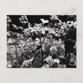 Zwart-wit Bloemfoto Lente Bloemen Briefkaart (Voorkant)