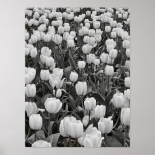 Zwart-wit Bloemveld Poster