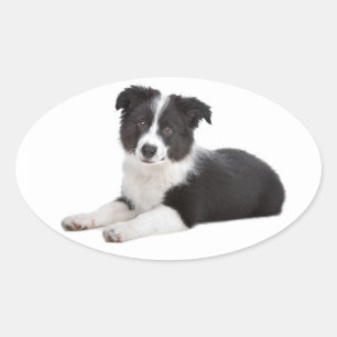Zwart-wit Border Collie Puppy Dog Ovale Sticker
