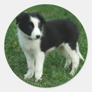 Zwart & Wit Border Collie Puppy Dog Stickers